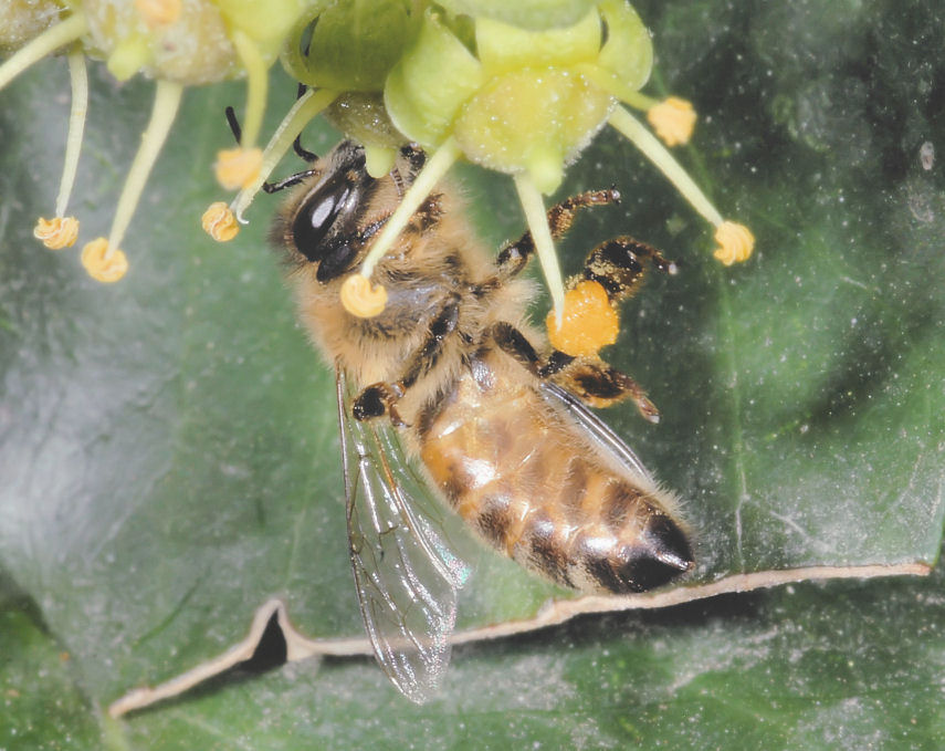 Ape acrobata